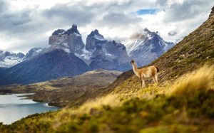 A guanaco standing on a grassy hill in Torres del Paine, Chile, with the dramatic Cuernos del Paine mountains rising in the background. The pristine landscape highlights the rugged beauty and diverse wildlife of Patagonia.