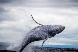 A majestic humpback whale breaching the ocean surface, surrounded by splashing water under a cloudy sky.