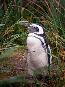 A Magellanic Penguin standing among tall green grasses in Patagonia, with its distinctive black-and-white markings clearly visible. The penguin's natural habitat and serene pose highlight the unique wildlife of the region.