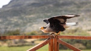 A majestic caracara perched on a rustic wooden structure in Patagonia, spreading its wings as if preparing for flight. The bird's sharp beak and striking black-and-white plumage stand out against the blurred natural backdrop, highlighting the unique wildlife of the region.