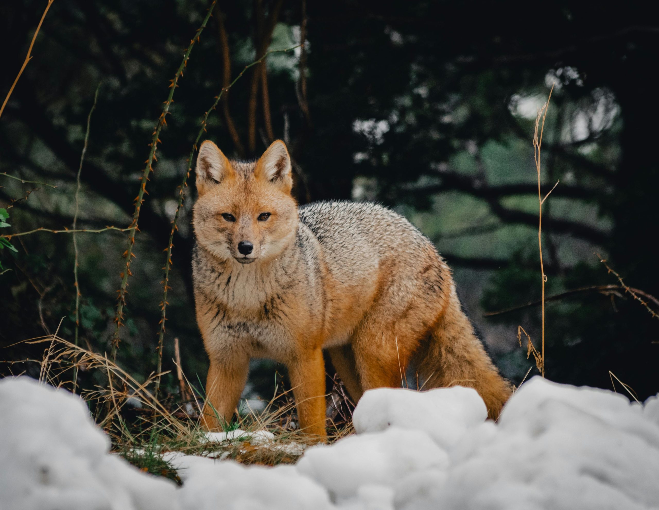 Gray Fox In the Snow