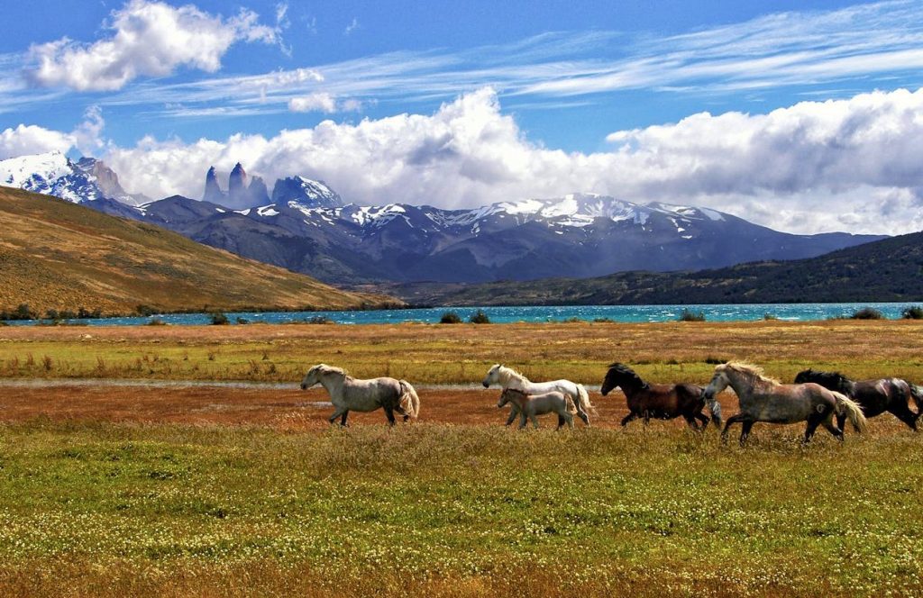 Group of wild horses galloping across a vibrant green meadow in Patagonia, with a serene turquoise lake in the background and the iconic snow-capped peaks of Torres del Paine rising under a bright blue sky. The image captures the untamed beauty and dynamic landscapes of the Patagonian wilderness.